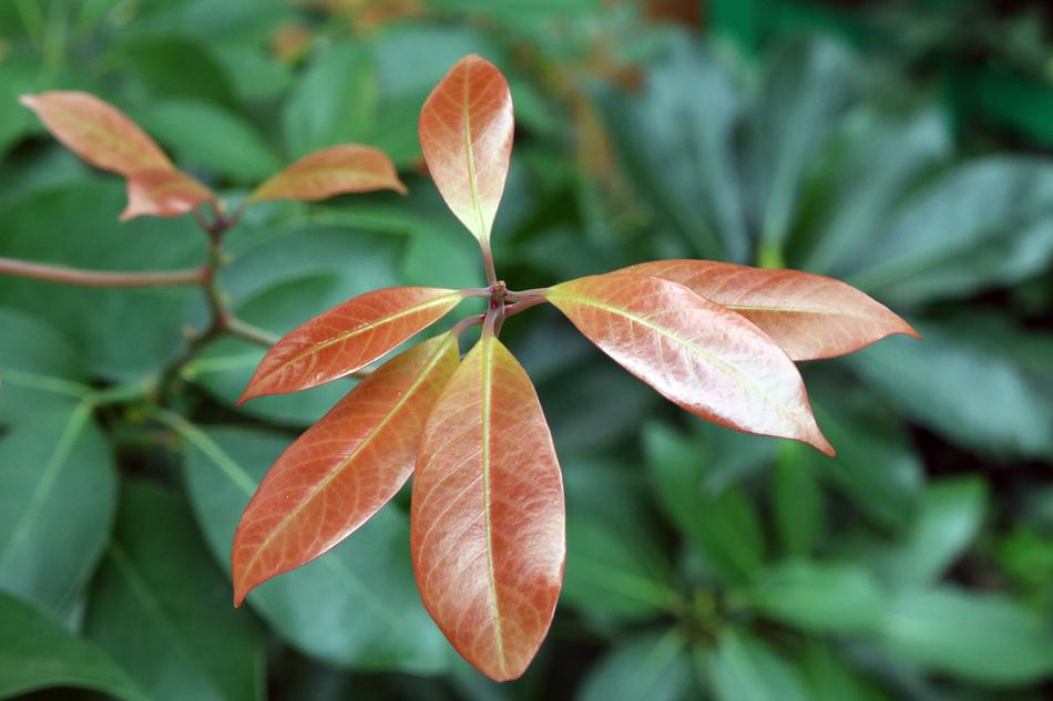 Leaf Nature Plants