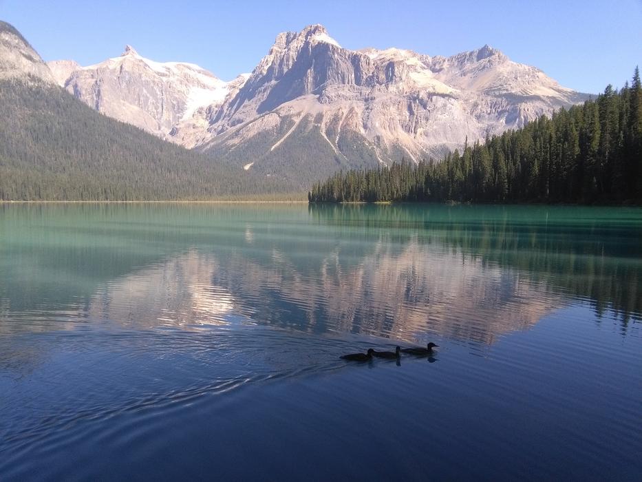 Lake Rocky Duck