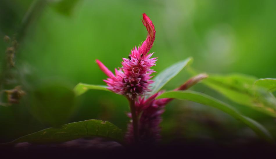 Nature Flora Leaf
