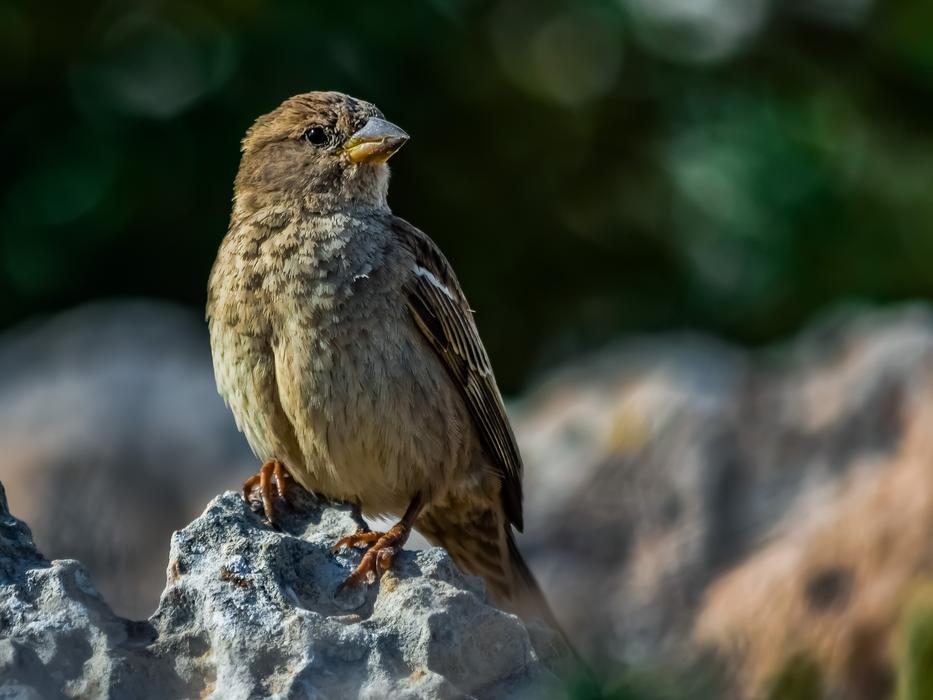 Sparrow Nature Wildlife