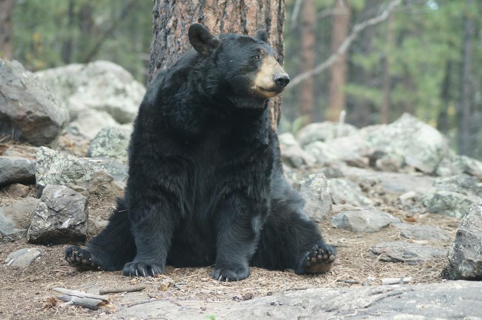 Nature Mammal Wildlife