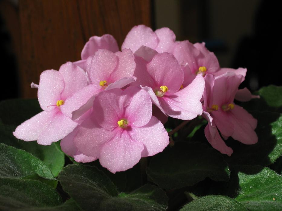 African Violets Saintpaulia Flower