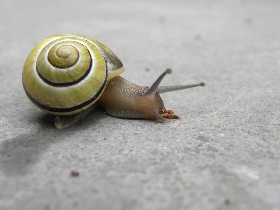Snail Nature Mollusc