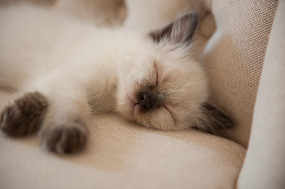 White cat is sleeping