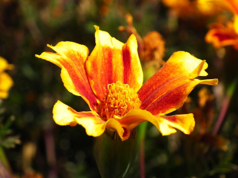 Flower Nature Plant