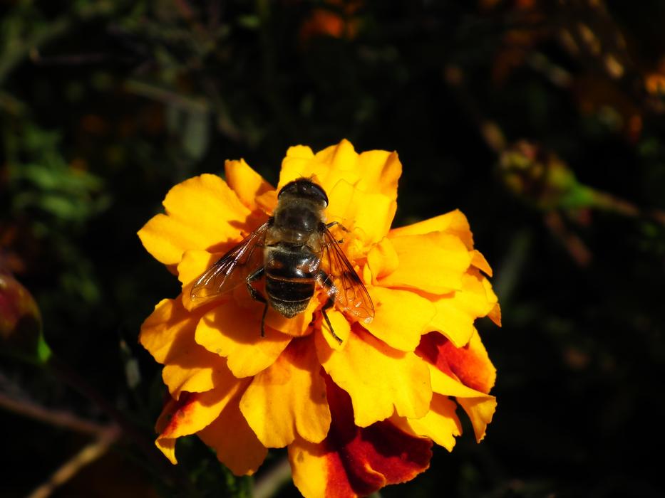 Nature Insect Bee