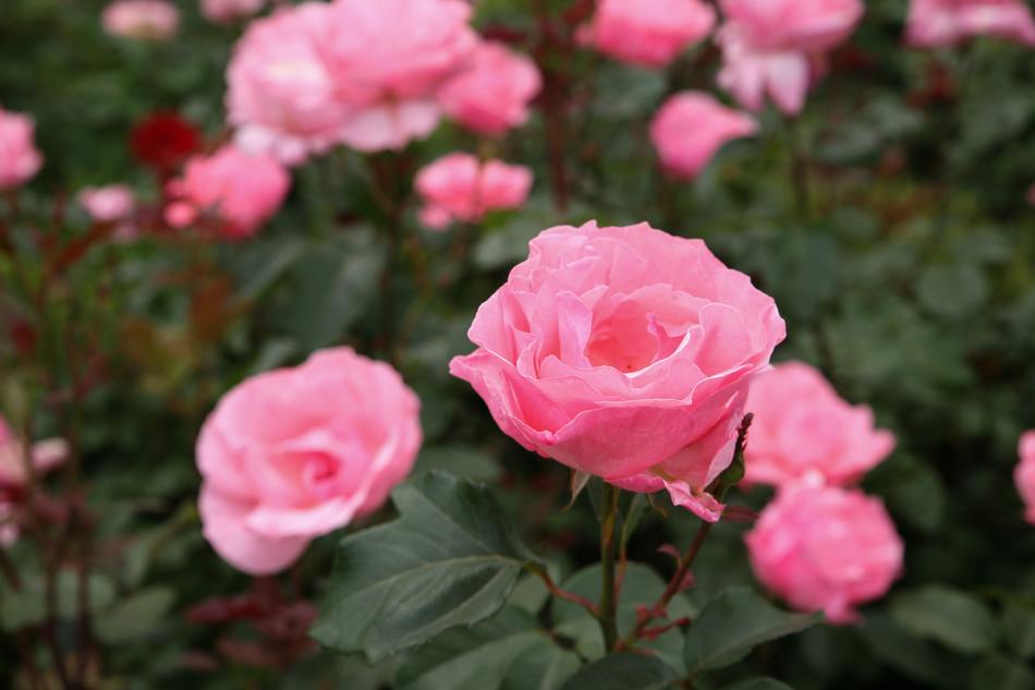 Rose Flowers Garden