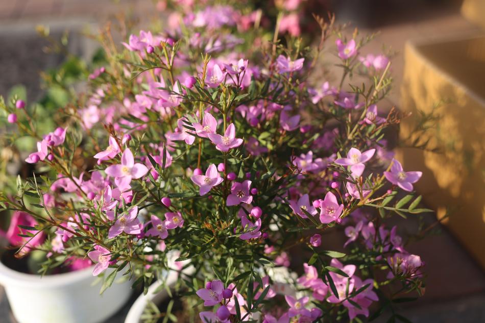 Flower Nature Flora