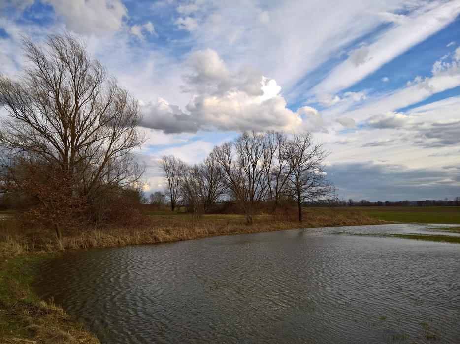 Early Spring Tree Landscape