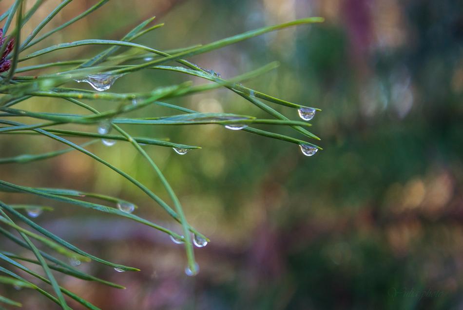 Plant Sheet Nature