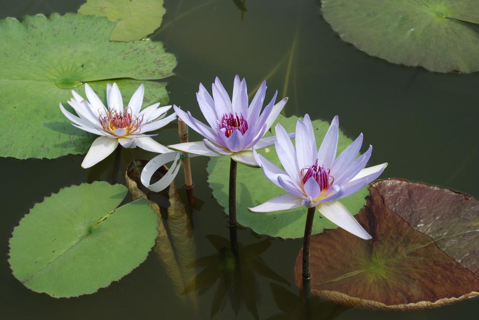 Water Lily Aquatic Plant