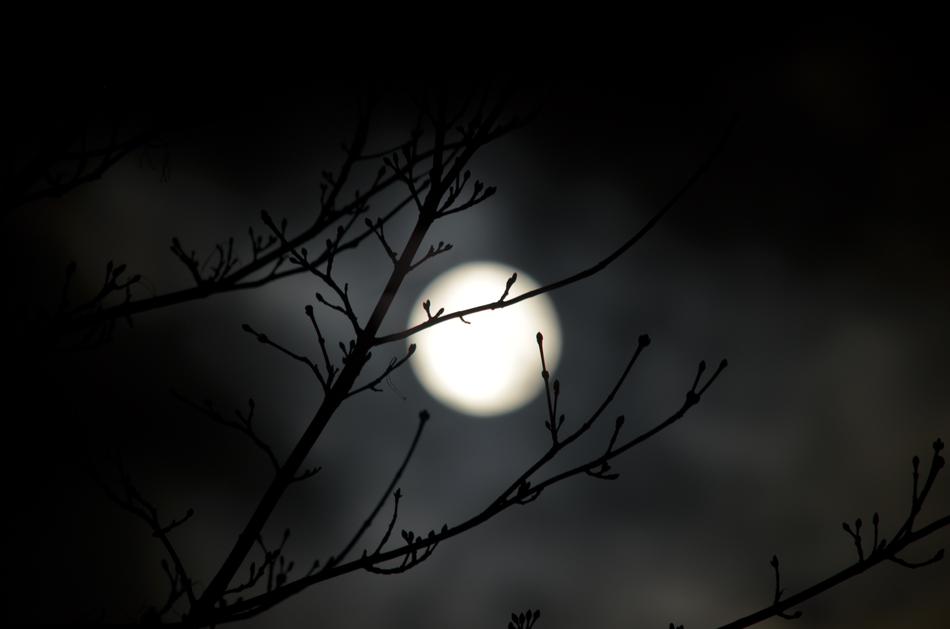 Nature Darkness Tree
