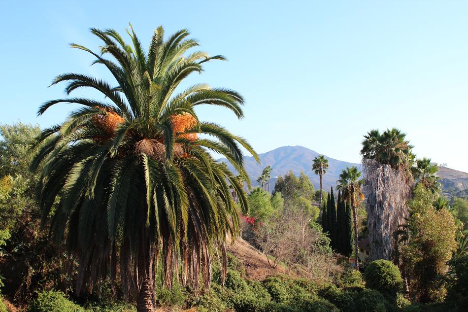 San Miguel Diego Mountain