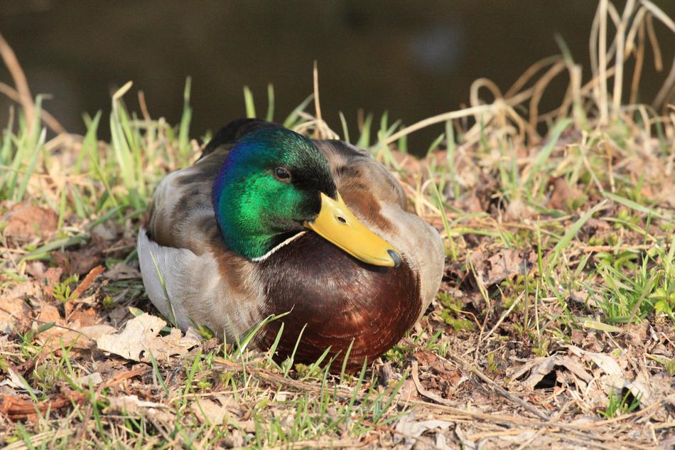 Drake Nature Animal World