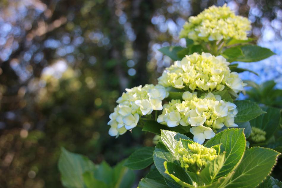 Flower Flowers Nature White