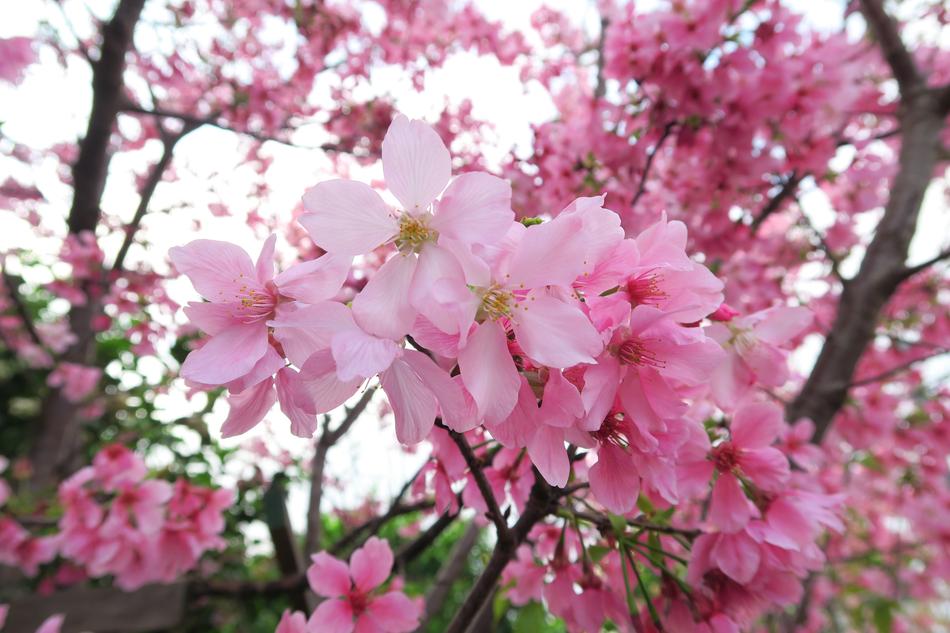 Flower Cherry Wood Branch