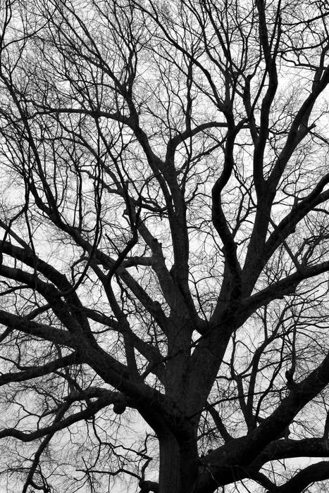 Tree Branch Wood