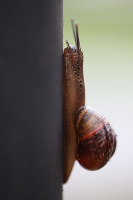 Snail Whelks Clam