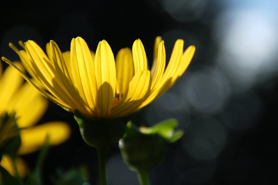 Nature Plant Summer