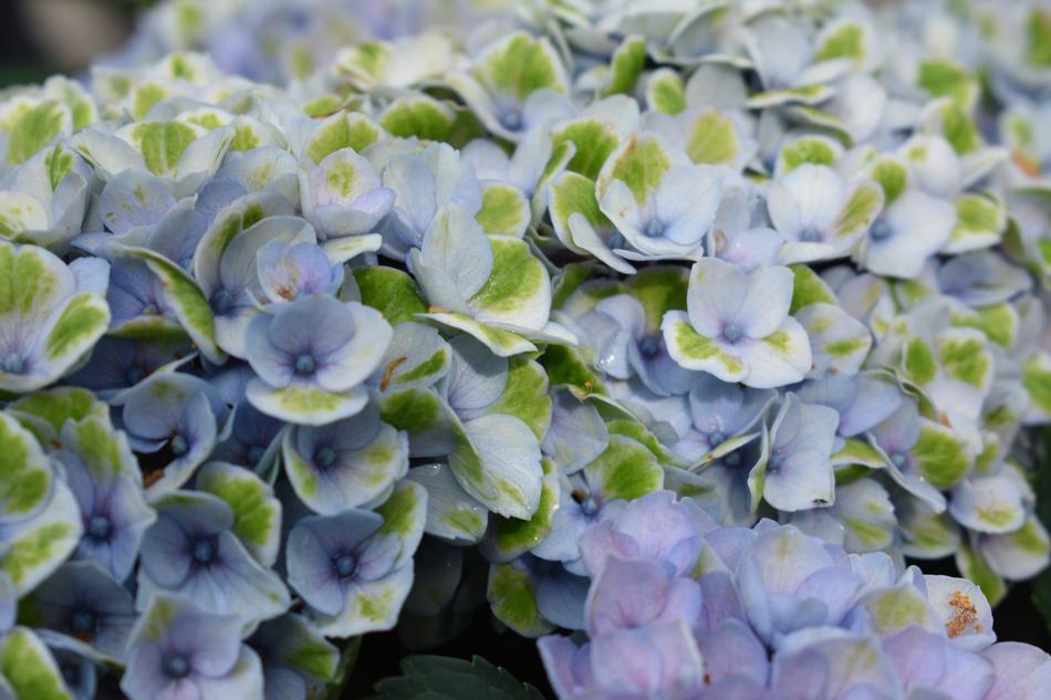 homemade different flowers