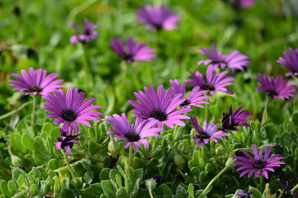purple flowers in the garden landscape