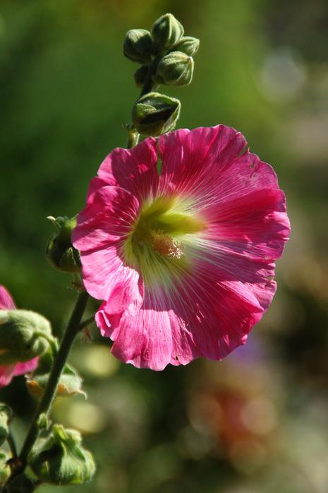 pink plant on a stalk garden