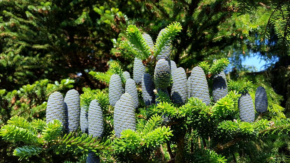 Tree Nature Pine Fir
