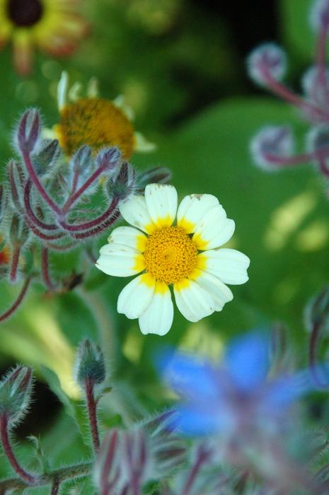 Nature Plant Garden