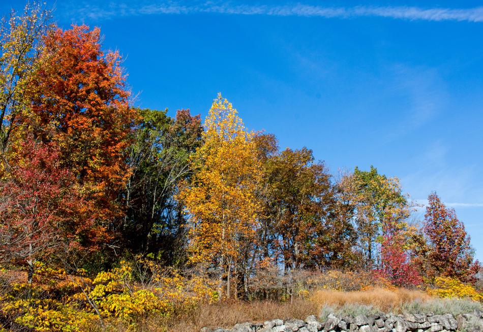 Fall Tree Nature