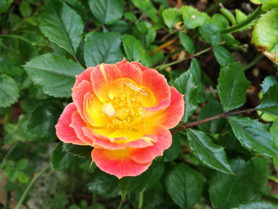 Flower Spring Color