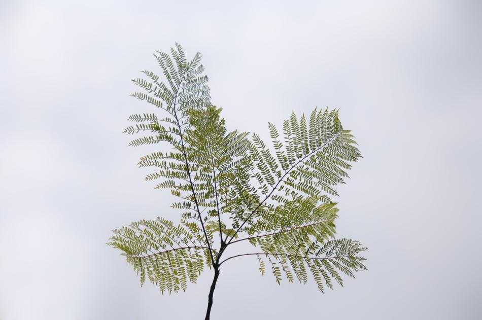 green plants clouds gray