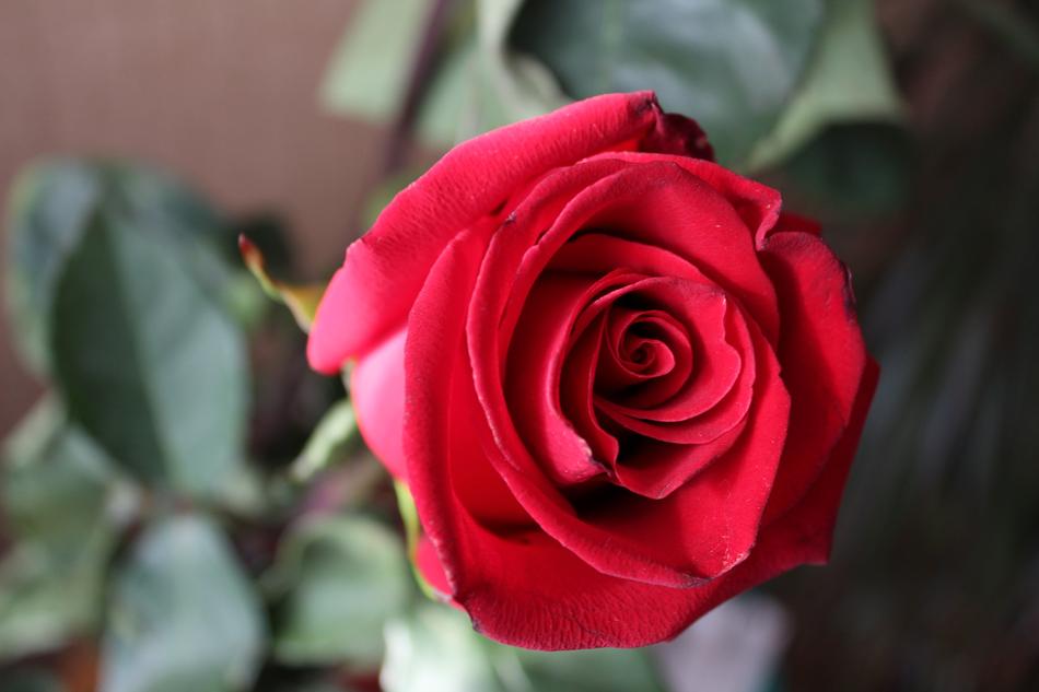 Rose Flower