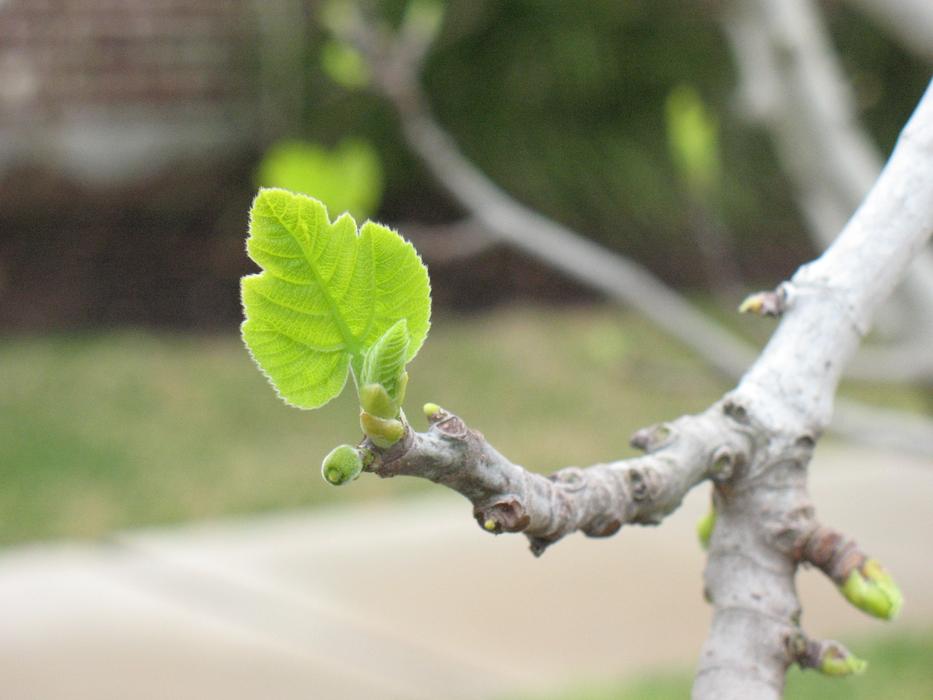 Nature Sprout Tree