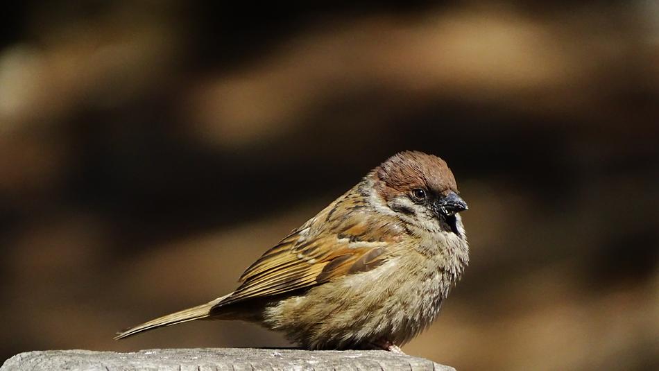 the sparrow is fluffy and beautiful
