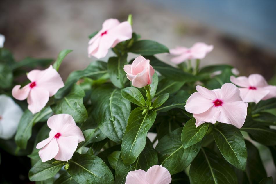 Flower Nature Plant
