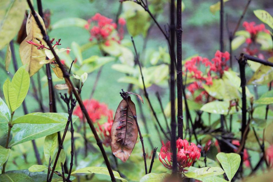 Leaves Flower
