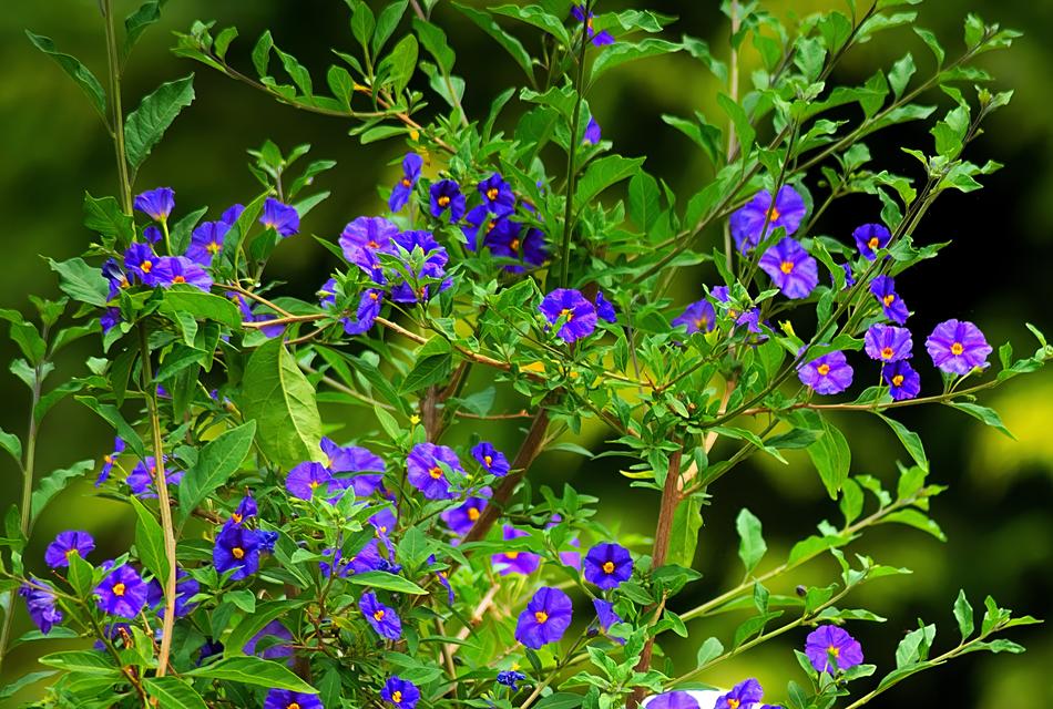 purple beautiful flowers on a bush
