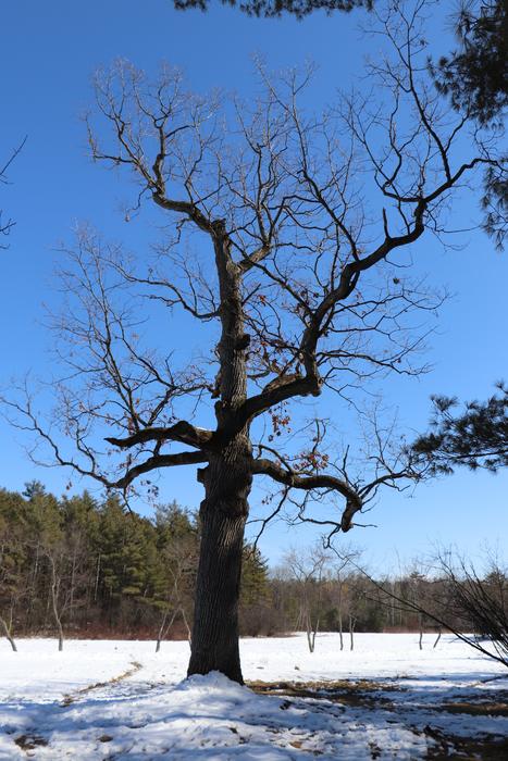 a tree in the snow in the forest