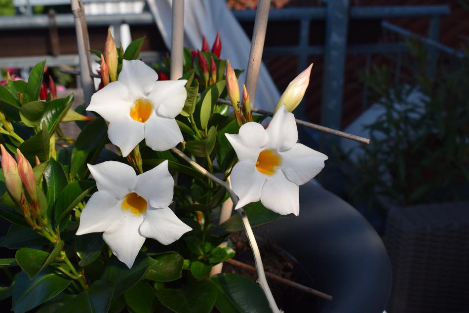Flower Garden Plant