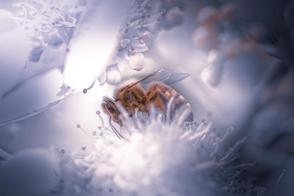 Nature Bee Insect Honey