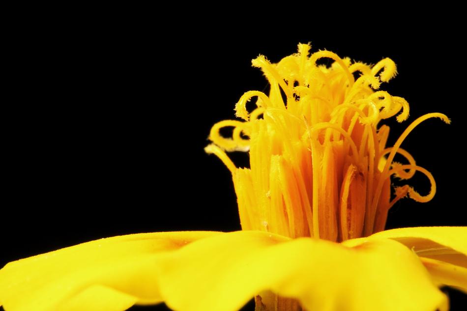 Marigold Flower Yellow Close