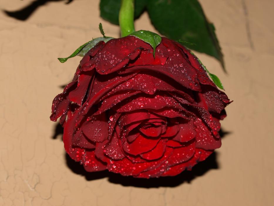 Rose Flower Leaf