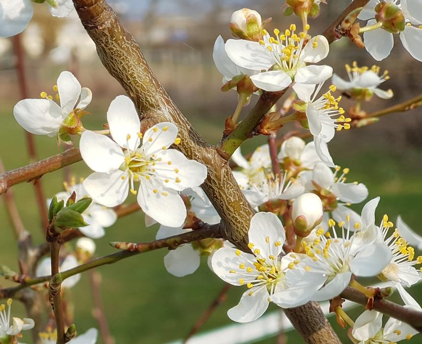 Tree Cherry Wood Blossoms