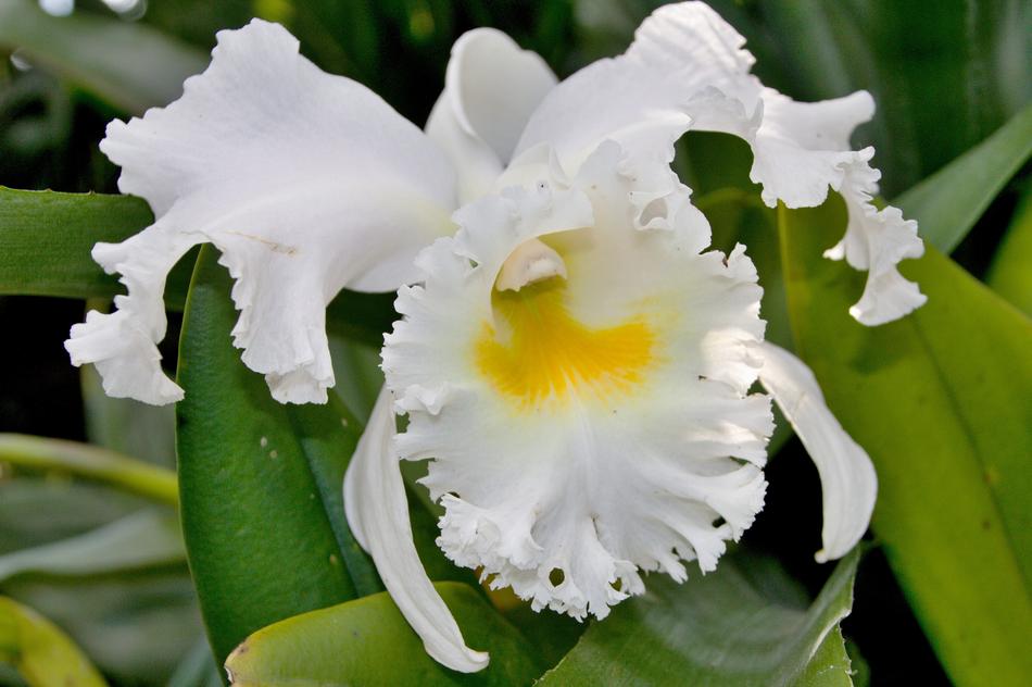 white flowers with green foliage