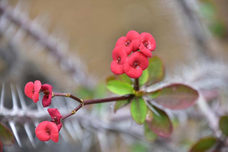 Flowers Garden Nature