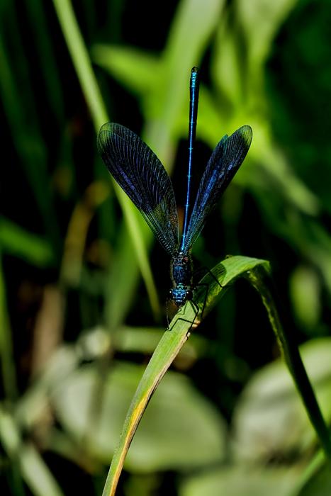Nature Animal Insect
