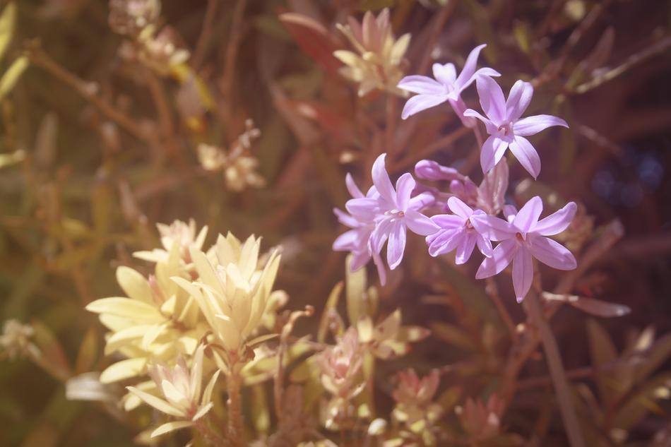 Flowers Nature Spring