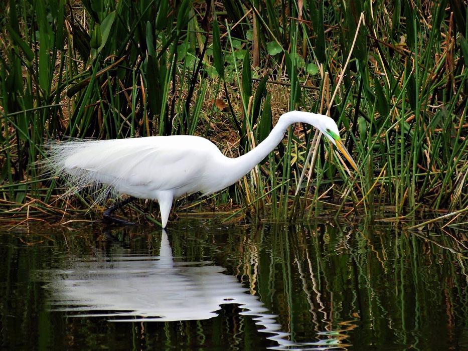 Nature Bird Wildlife