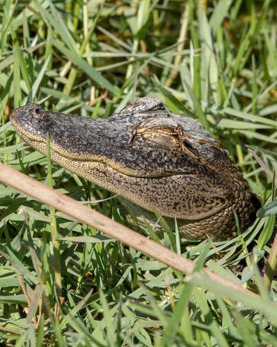 the crocodile is cunning in the grass
