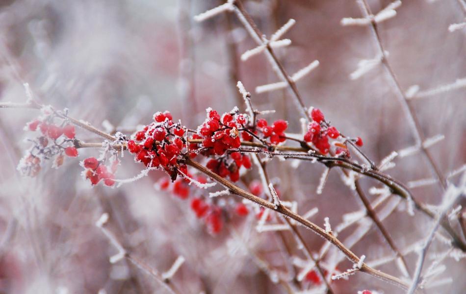 Nature Branch Plant
